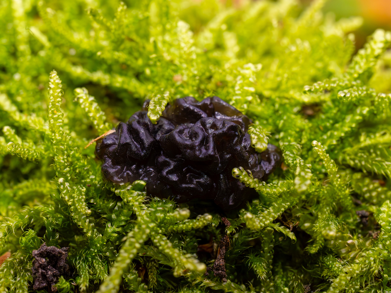 exidia-nigricans_2024-10-26_1-6