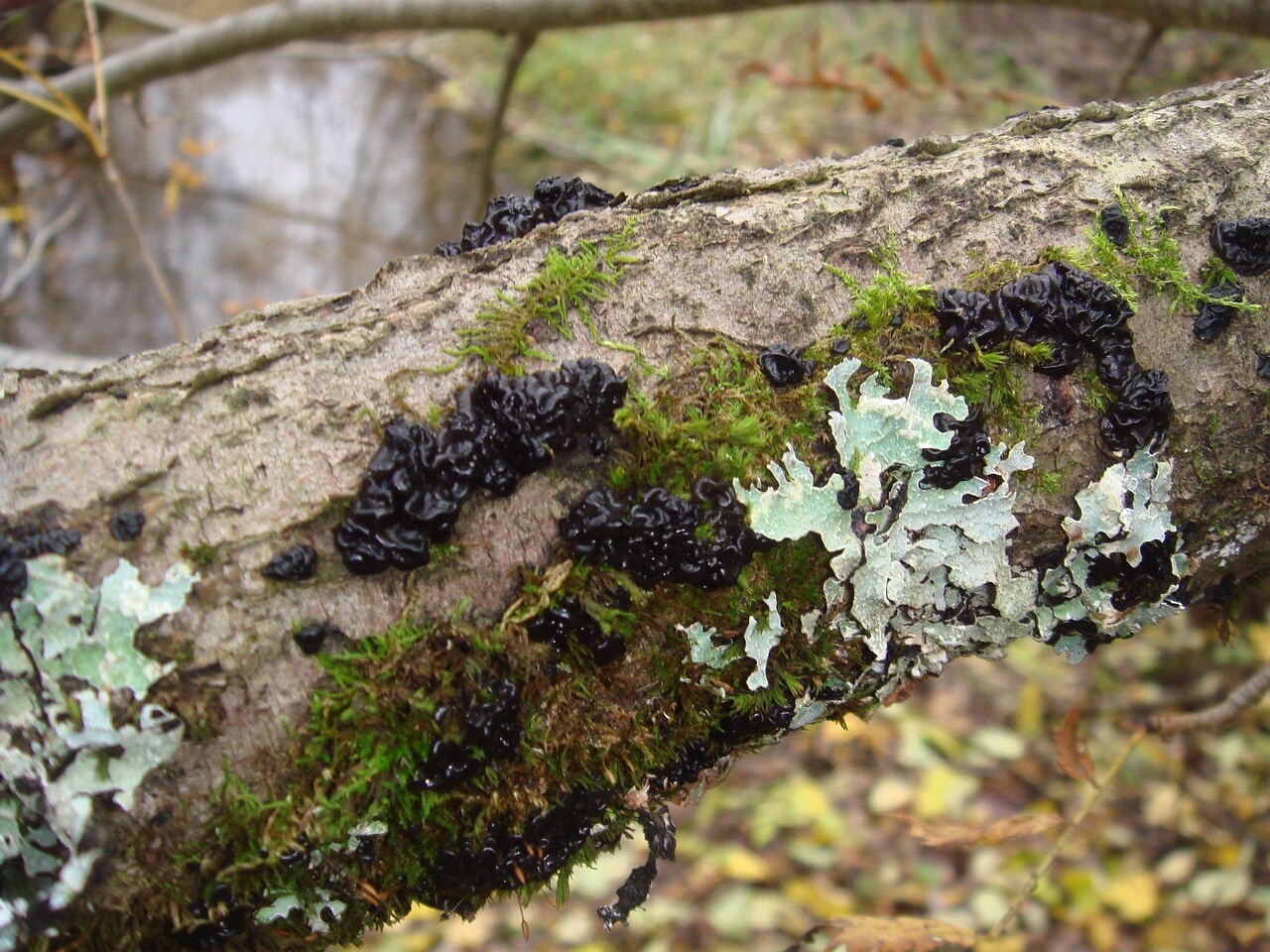 fungi-0004263