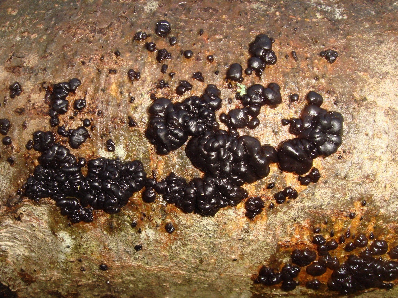 fungi-0004323