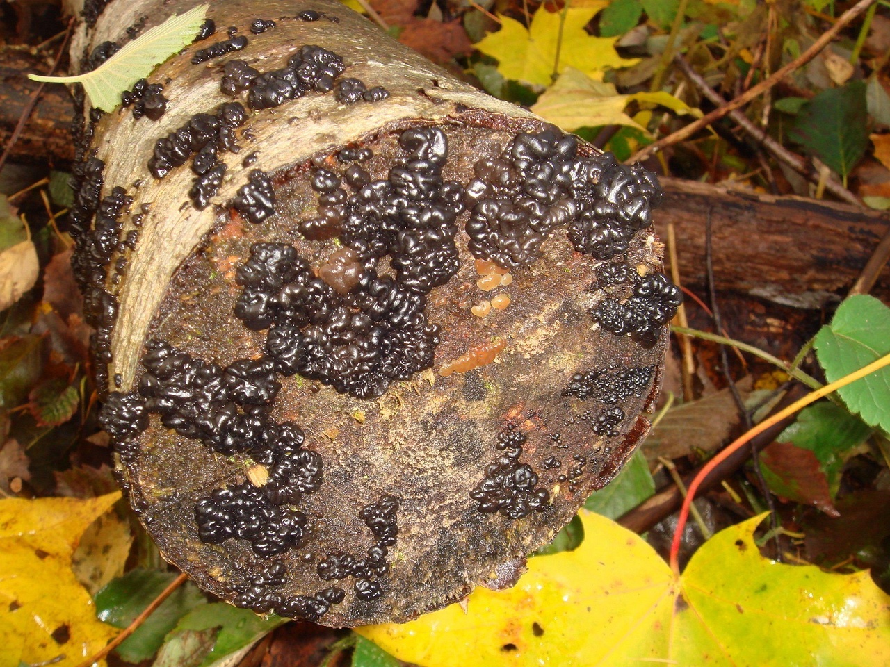 fungi-0004324