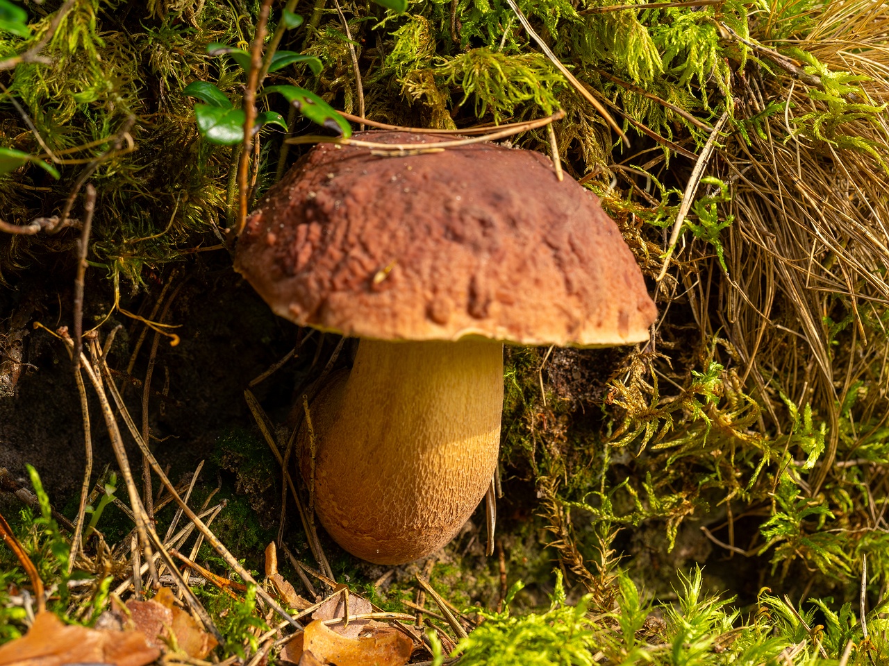 Boletus pinophilus _2025-09-06_1-1