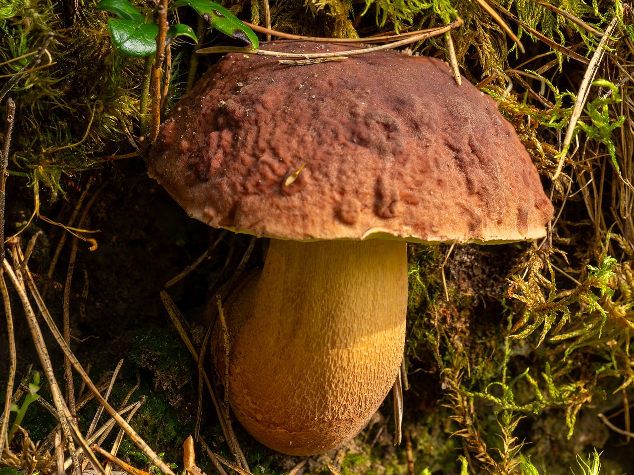 Boletus pinophilus _2025-09-06_1-13