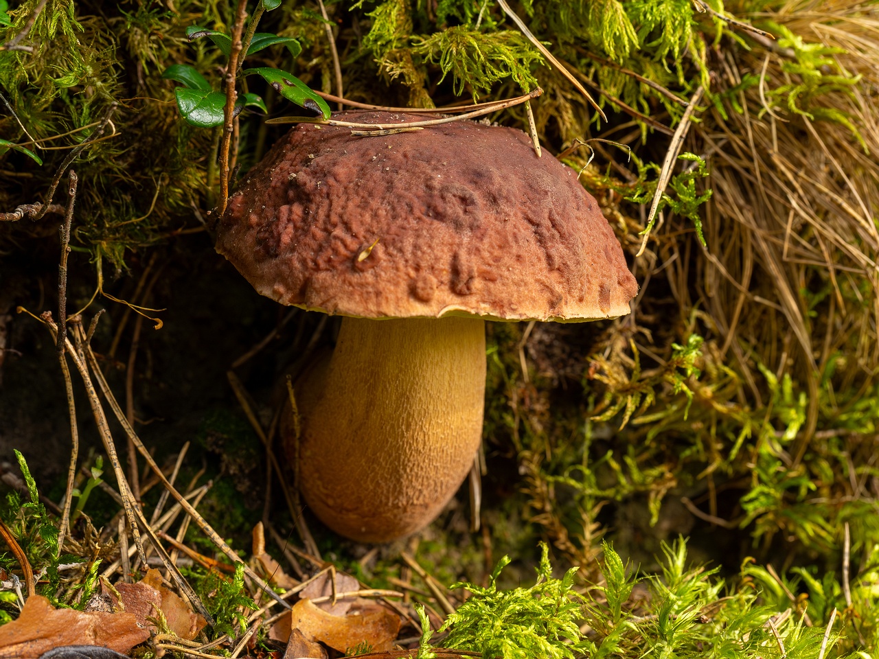 Boletus pinophilus _2025-09-06_1-2