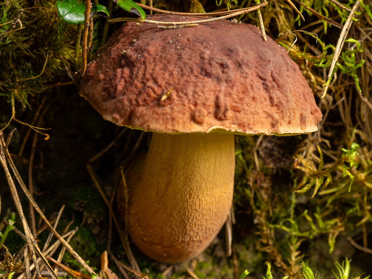 Boletus pinophilus _2025-09-06_1-3