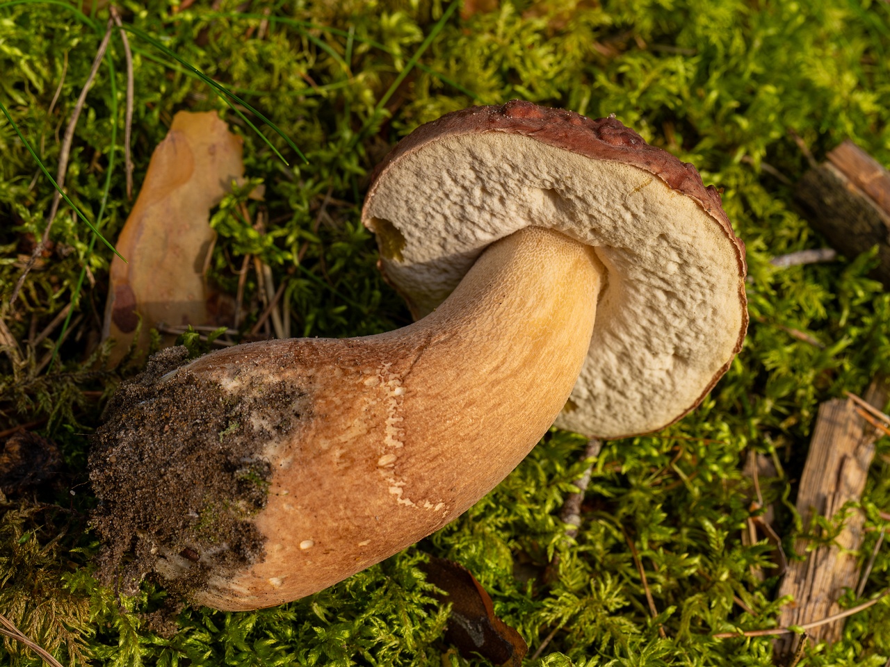 Boletus pinophilus _2025-09-06_1-4