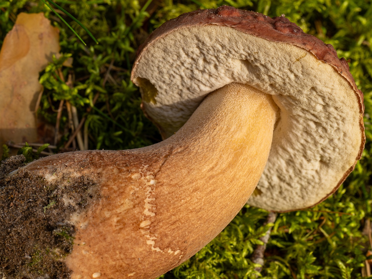 Boletus pinophilus _2025-09-06_1-5