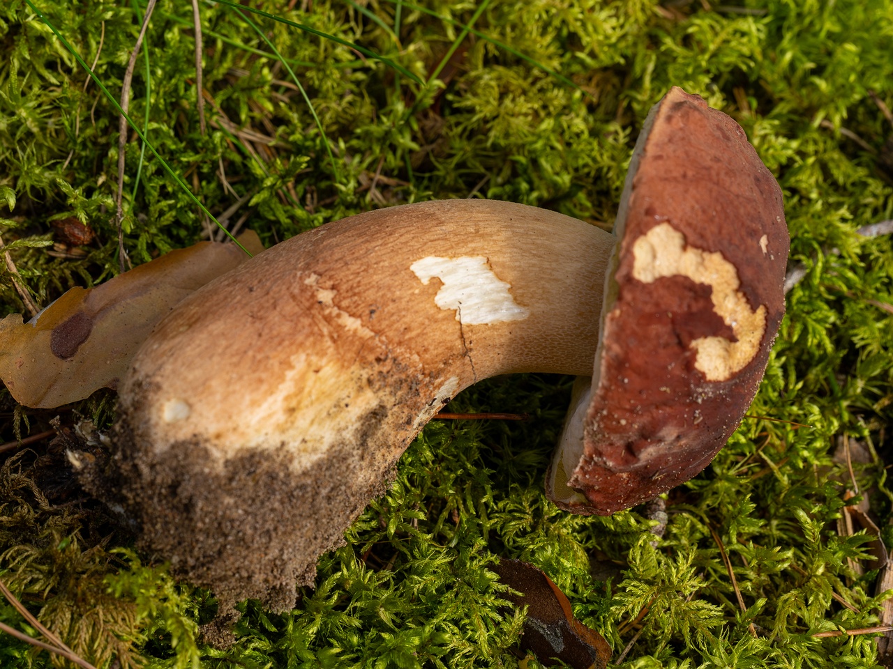 Boletus pinophilus _2025-09-06_1-6