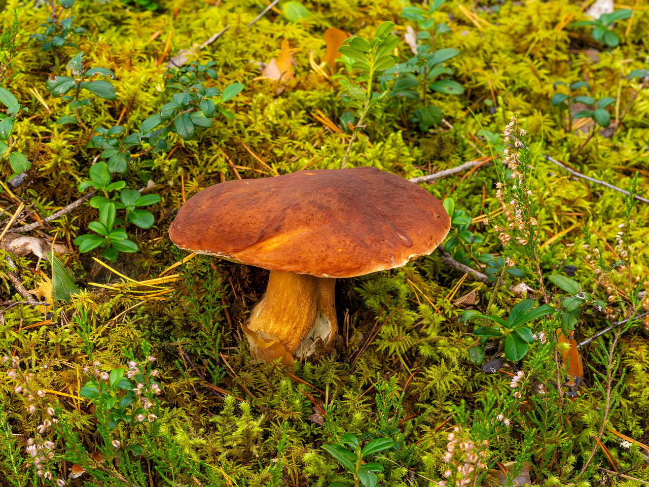bBoletus-pinophilus_2023-09-14_1-2