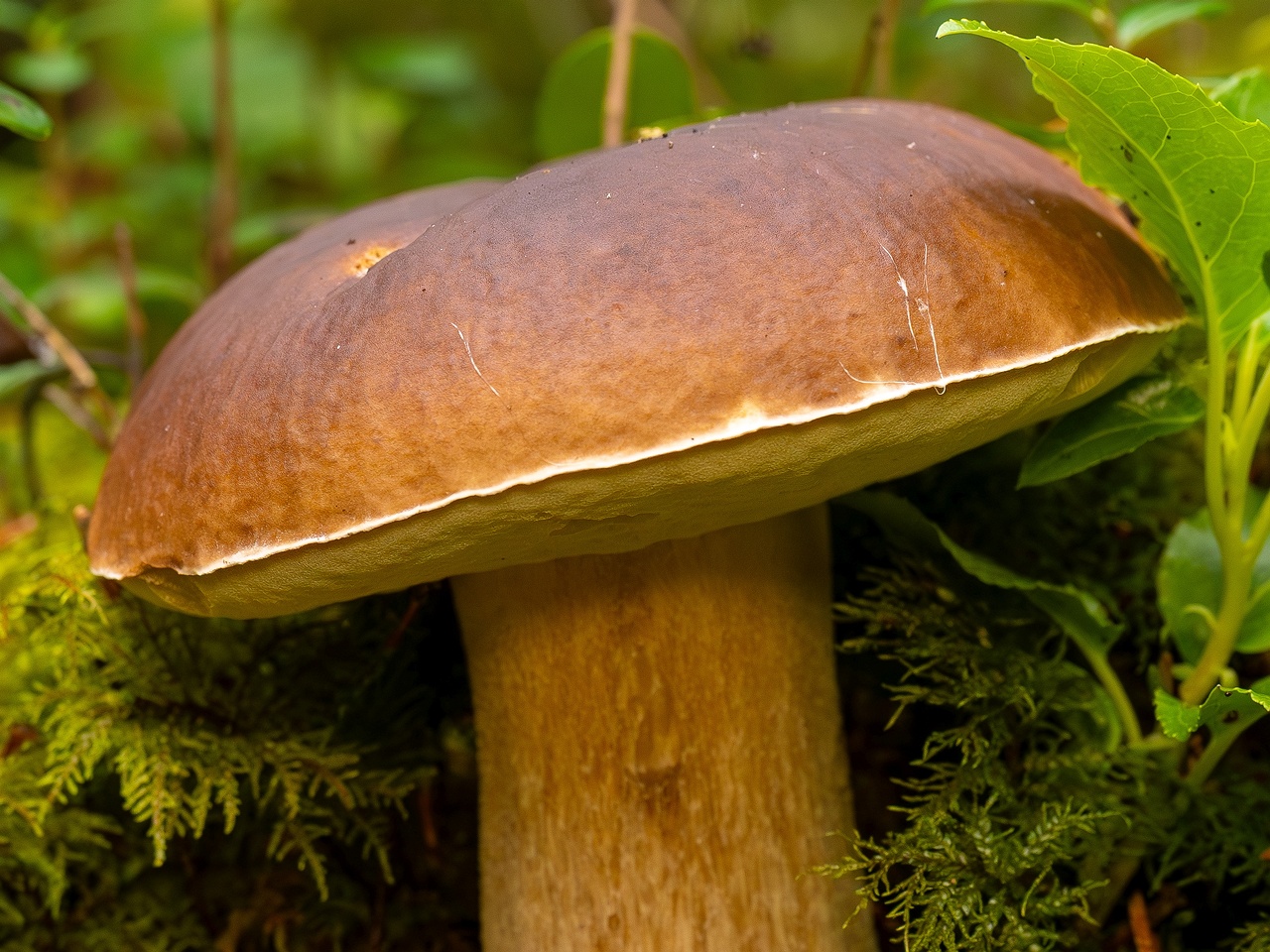 Boletus edulis _2025-09-28_1-9a