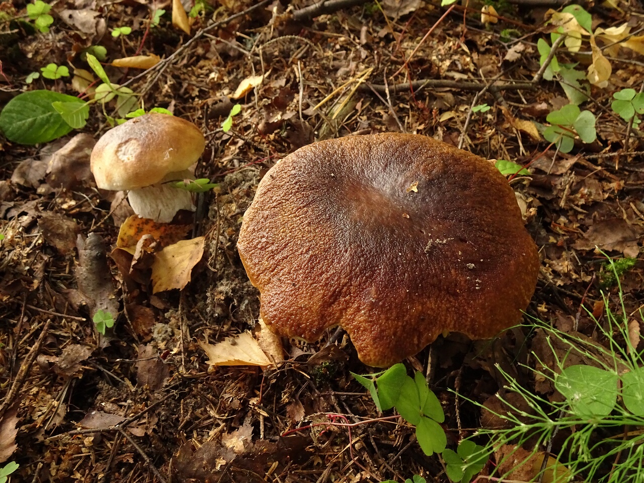 DSC04144