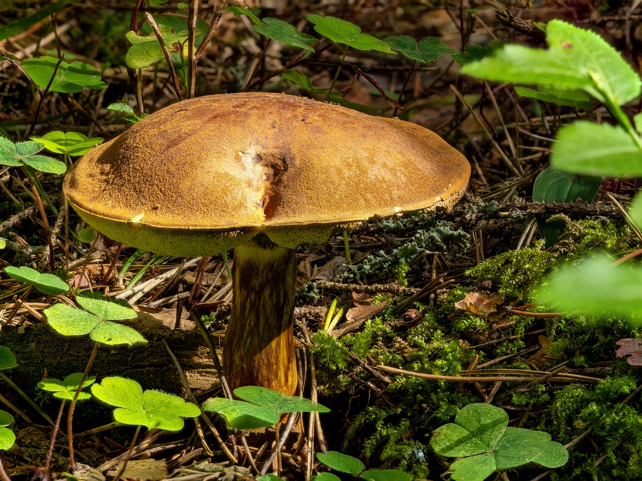 !imleria_badia_2023-08-13_1