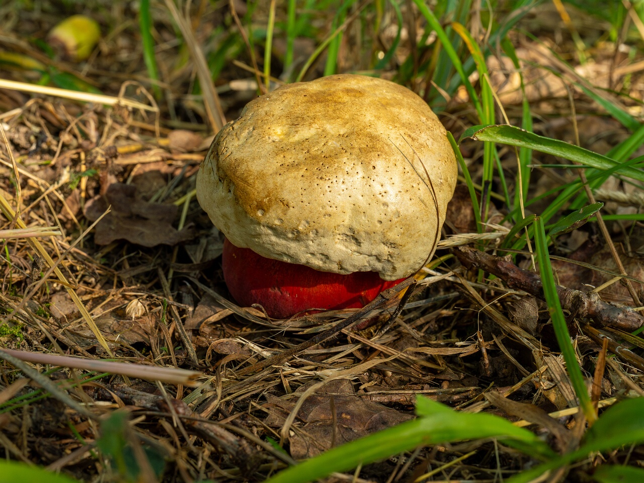 rubroboletus-satanas_1-1