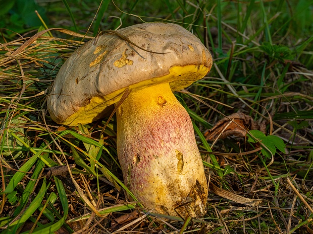 Маслоборовик Фехтнера - Butyriboletus fechtneri