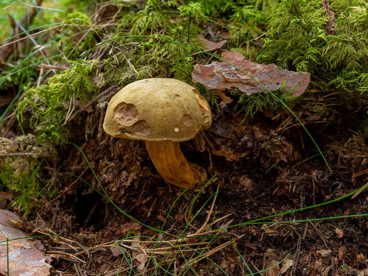 Xerocomus subtomentosus _2025-09-06_1-10