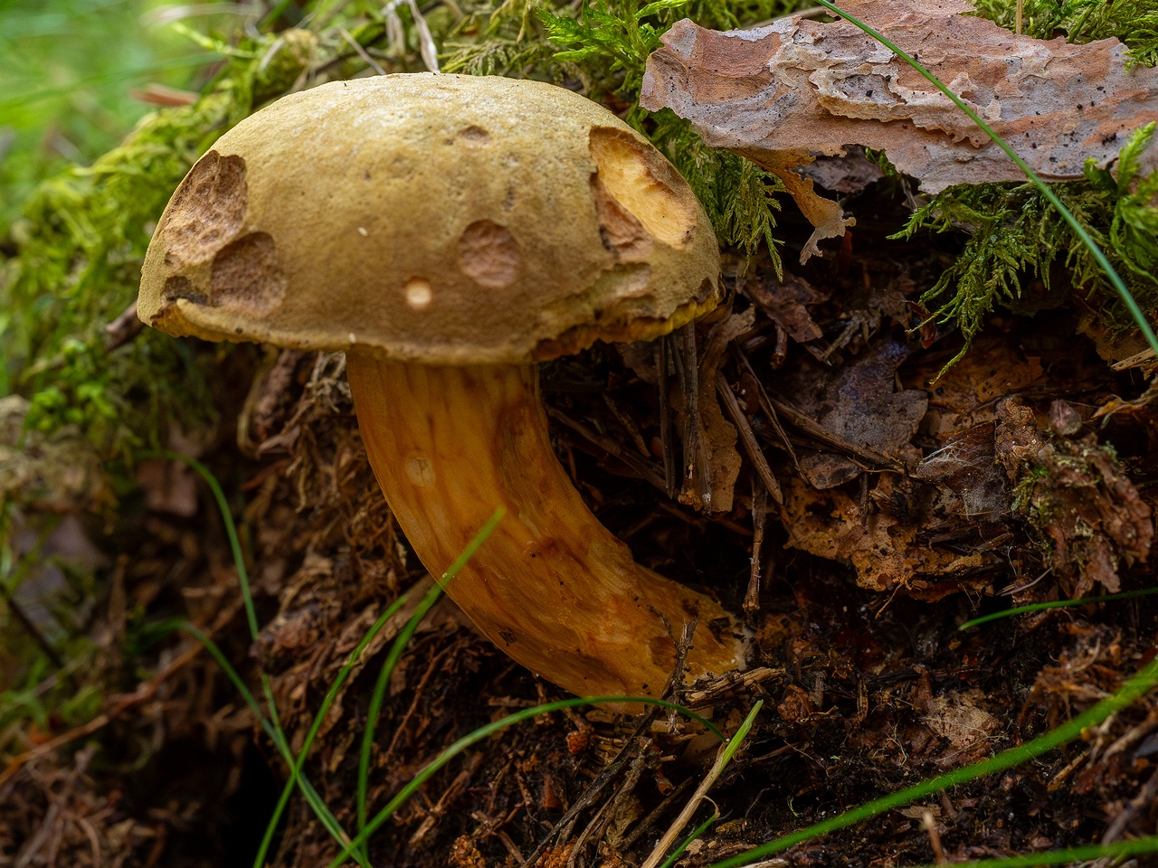 Xerocomus subtomentosus _2025-09-06_1-12