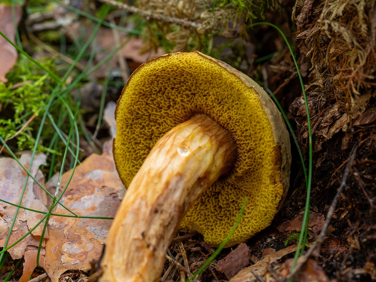 Xerocomus subtomentosus _2025-09-06_1-13