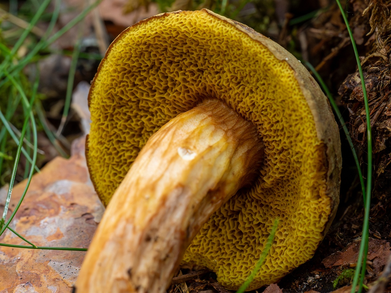 Xerocomus subtomentosus _2025-09-06_1-14