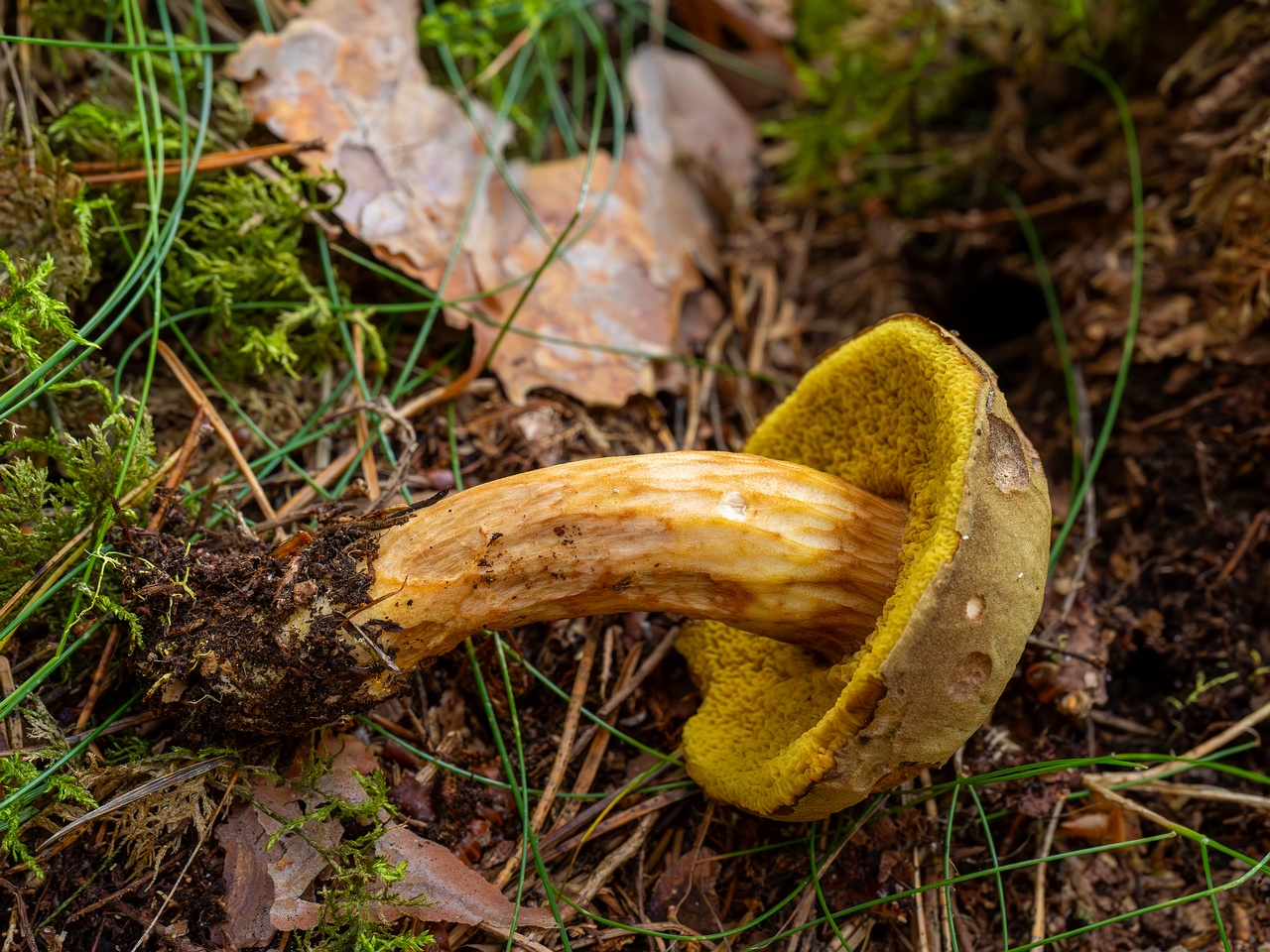 Xerocomus subtomentosus _2025-09-06_1-15