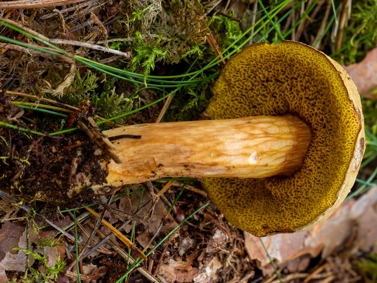 Xerocomus subtomentosus _2025-09-06_1-16