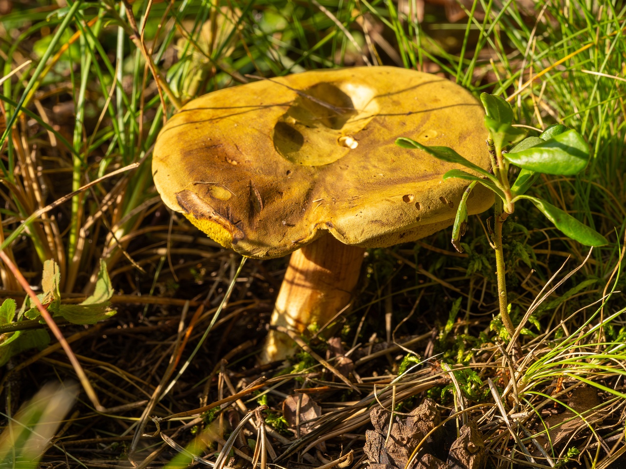 xerocomus-subtomentosus_2023-09-12_1-4