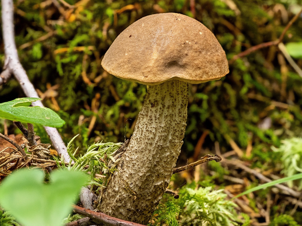 !Leccinum scabrum _2023-08-13_2-1
