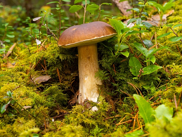 Боровик съедобный - Boletus edulis