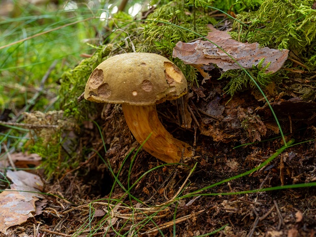 Моховик зелёный - Xerocomus subtomentosus
