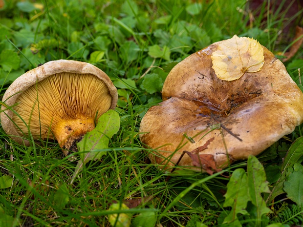 Свинушка аммиачно-зелёная - Paxillus ammoniavirescens