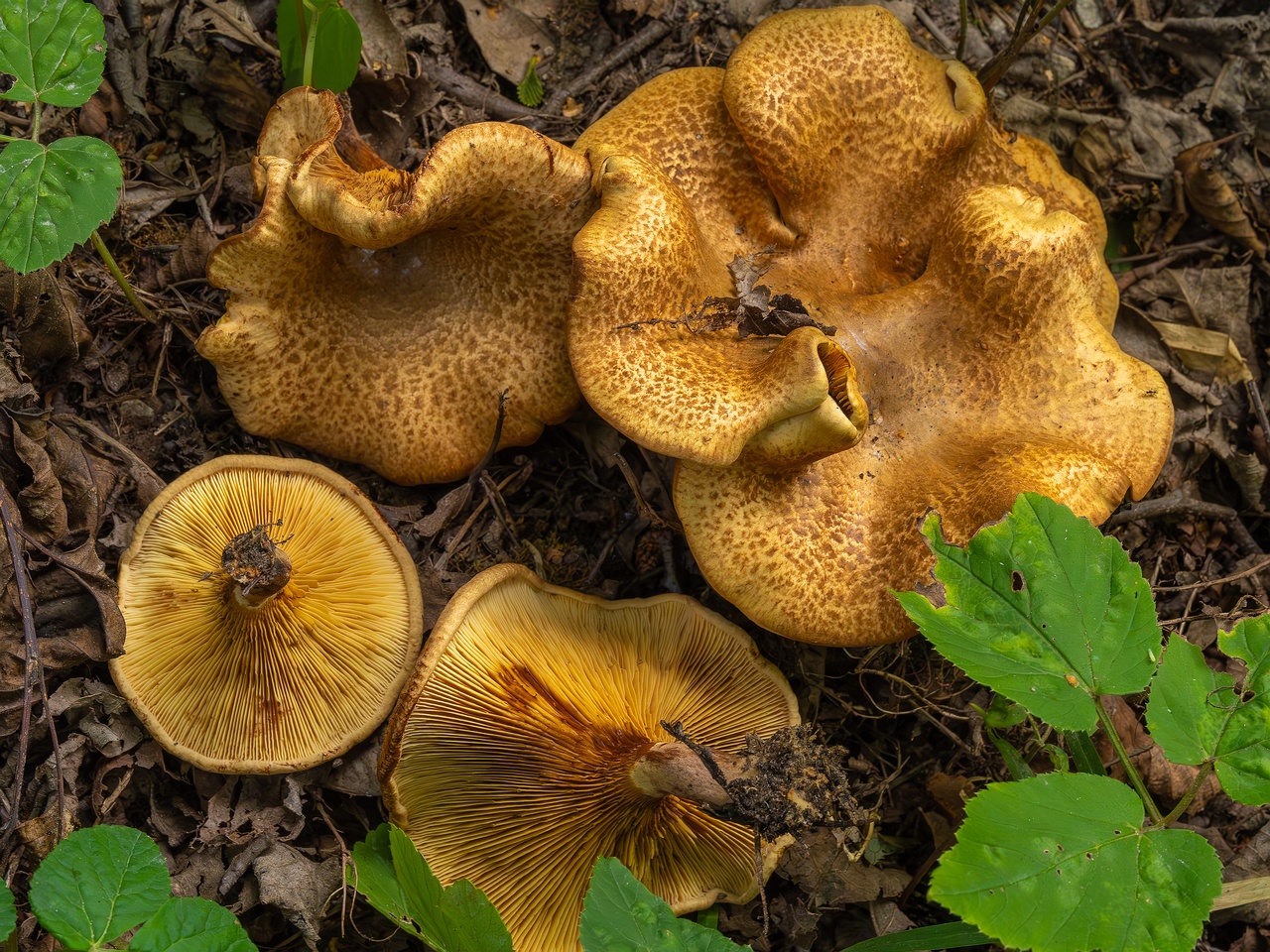 !Paxillus rubicundulus _2023-08-13_1-15