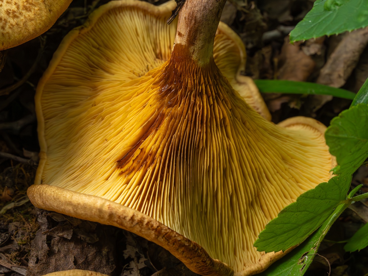 Paxillus rubicundulus _2023-08-13_1-10