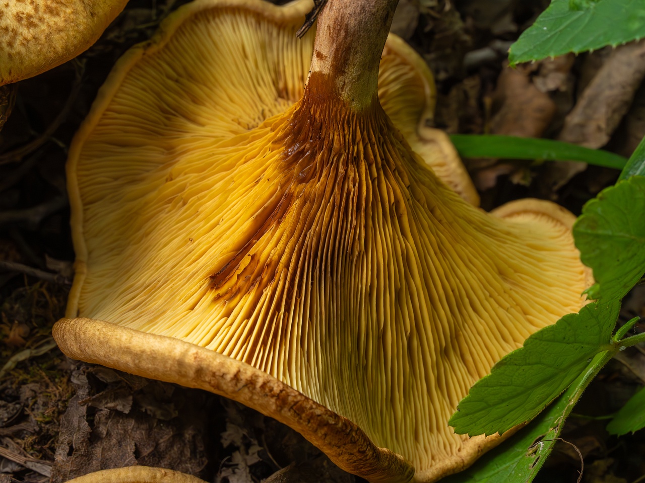Paxillus rubicundulus _2023-08-13_1-11