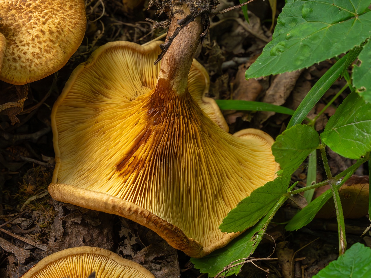 Paxillus rubicundulus _2023-08-13_1-12