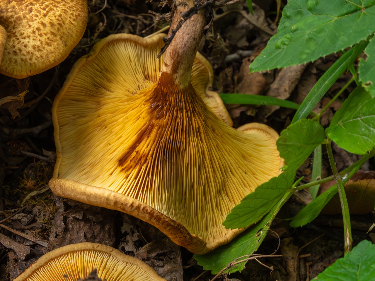 Paxillus rubicundulus _2023-08-13_1-13