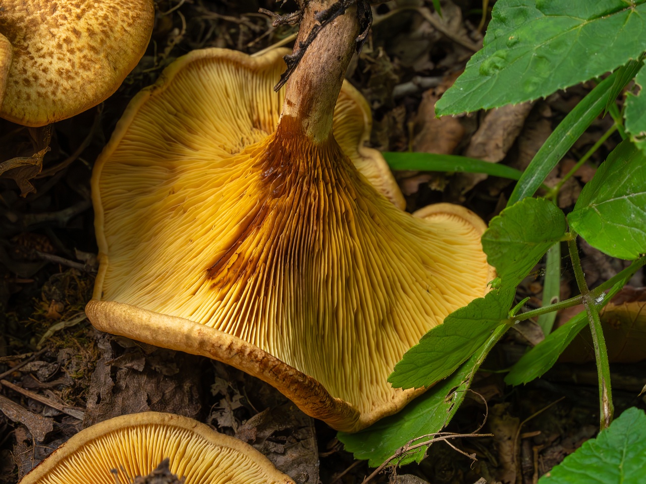 Paxillus rubicundulus _2023-08-13_1-14