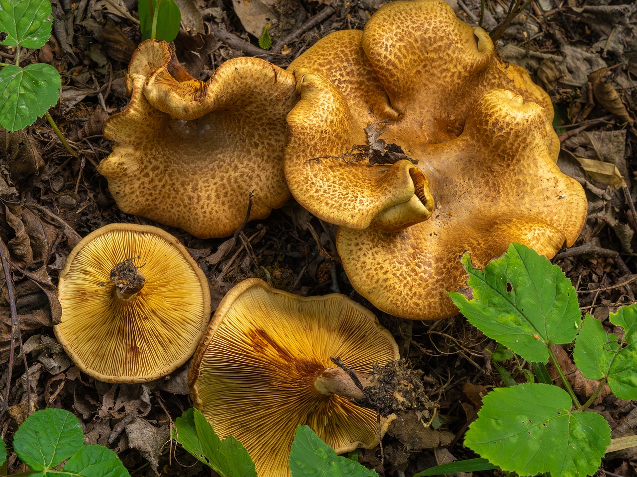 Paxillus rubicundulus _2023-08-13_1-16