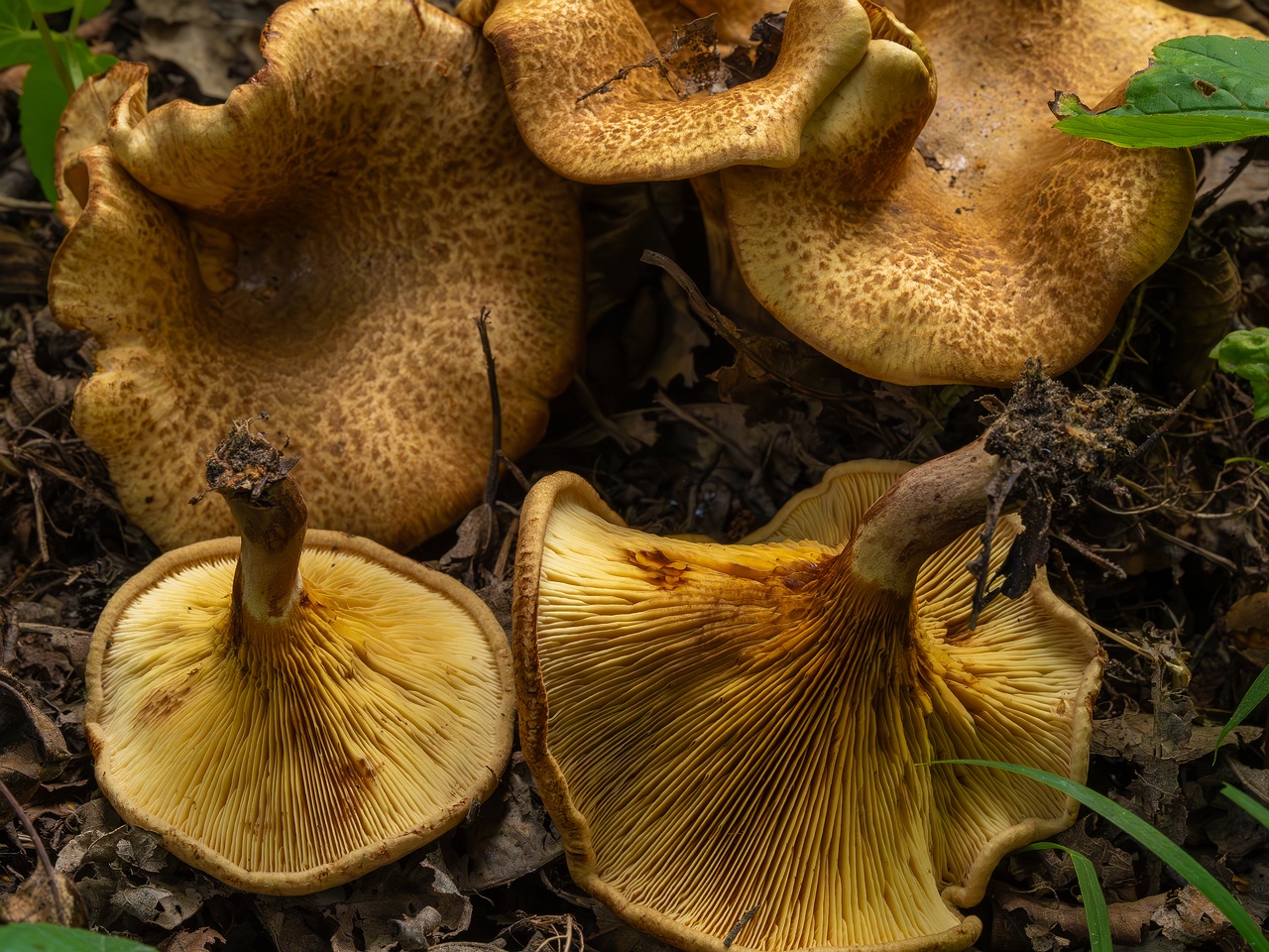 Paxillus rubicundulus _2023-08-13_1-17