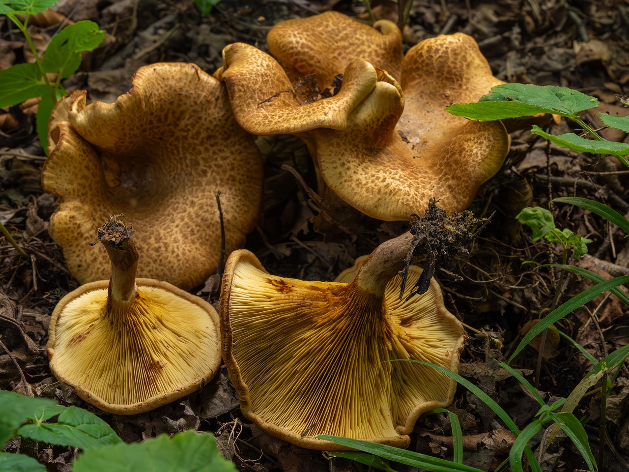 Paxillus rubicundulus _2023-08-13_1-18