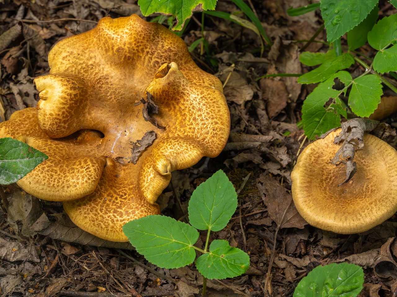 Paxillus rubicundulus _2023-08-13_1-2