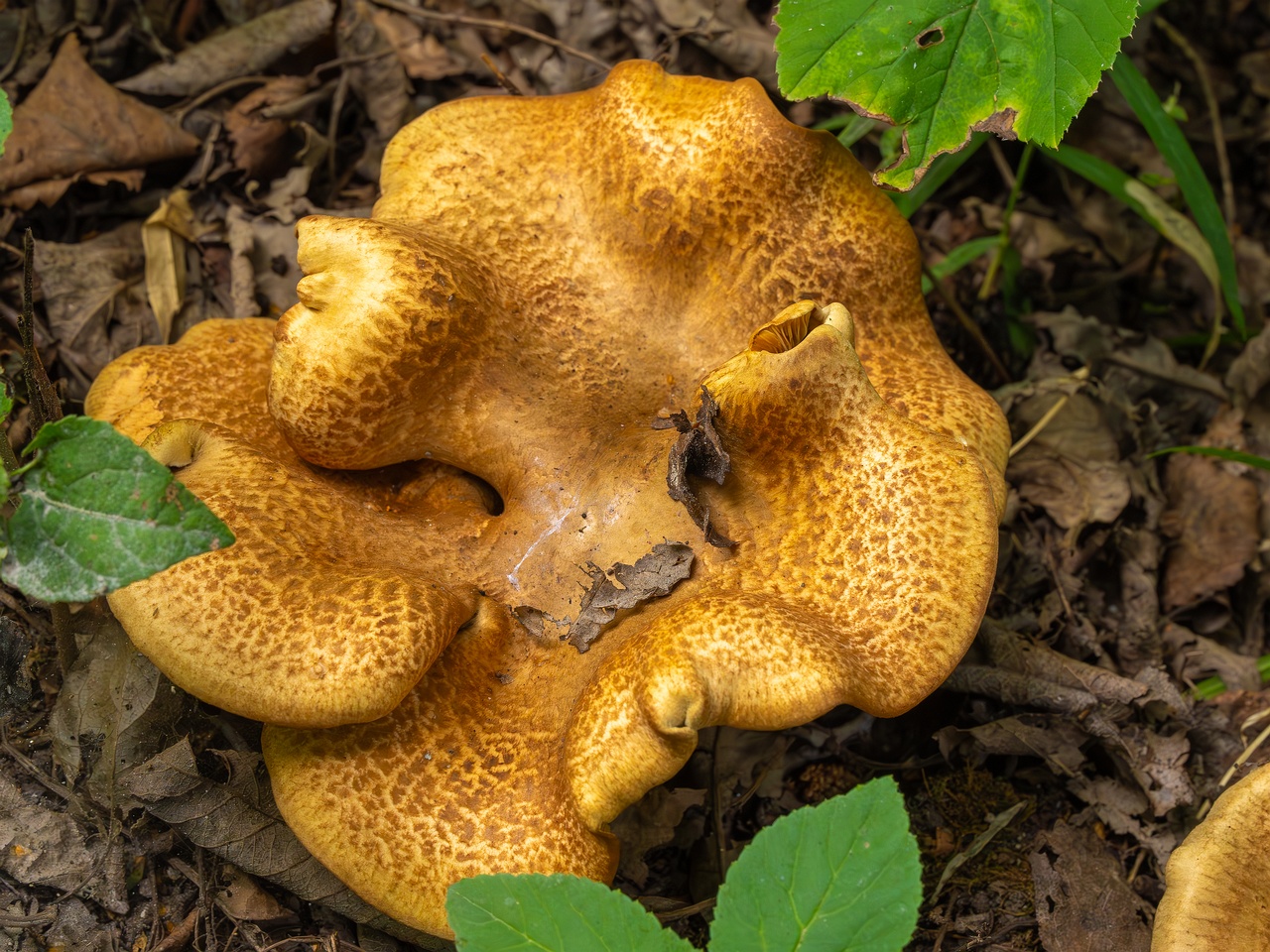 Paxillus rubicundulus _2023-08-13_1-3