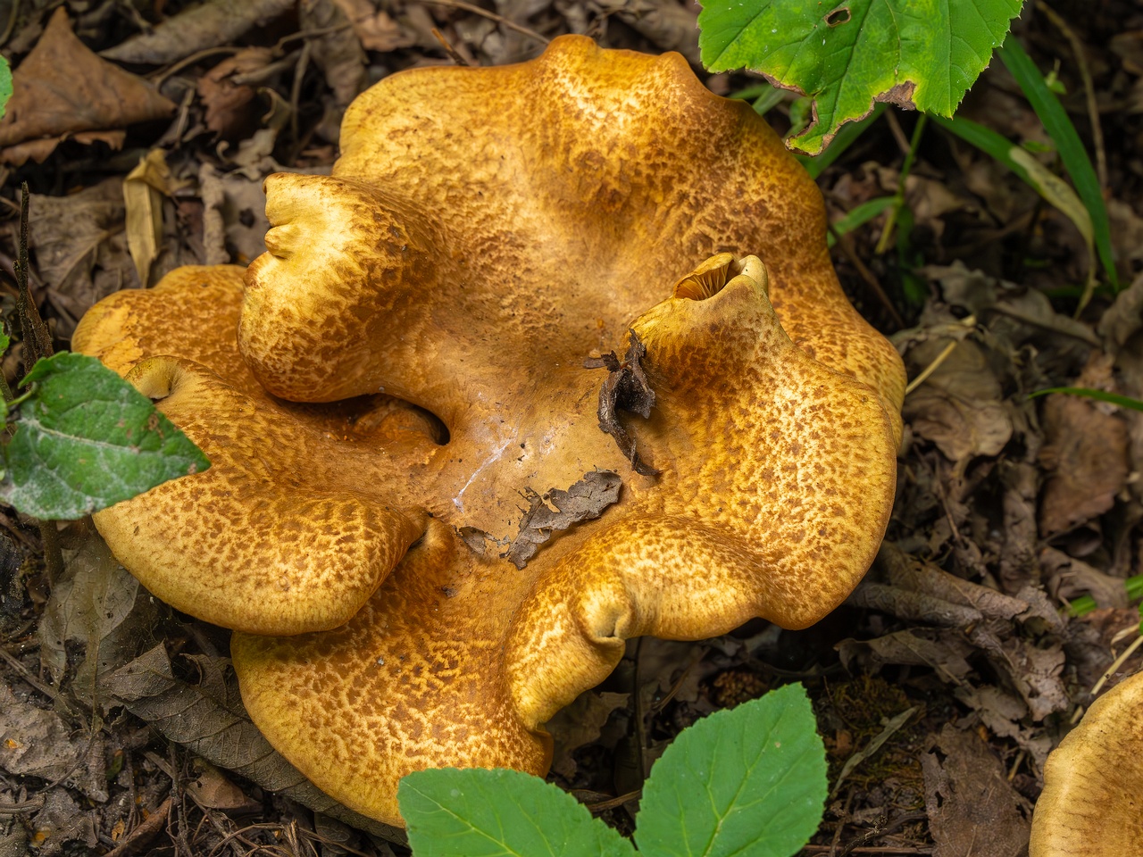 Paxillus rubicundulus _2023-08-13_1-4