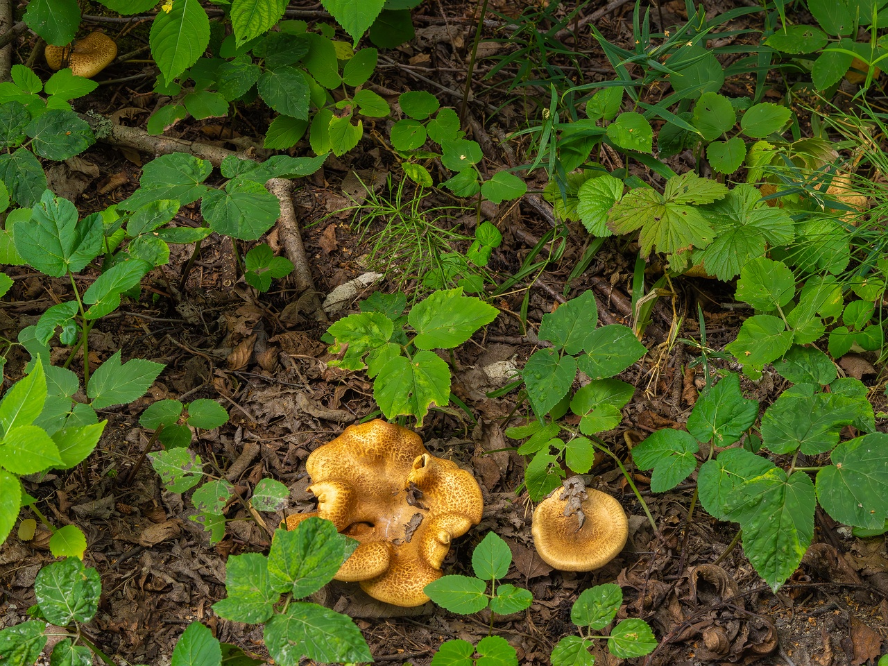 Paxillus rubicundulus _2023-08-13_1-5
