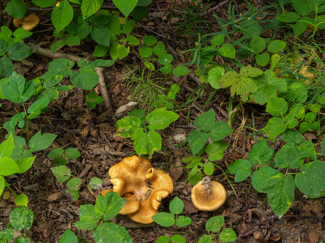 Paxillus rubicundulus _2023-08-13_1-6