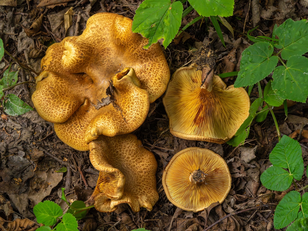 Paxillus rubicundulus _2023-08-13_1-7
