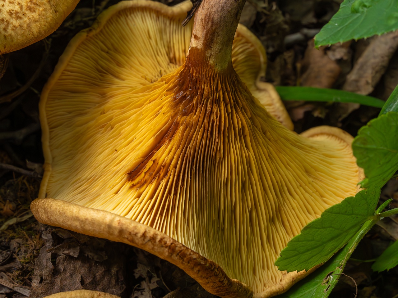 Paxillus rubicundulus _2023-08-13_1-9