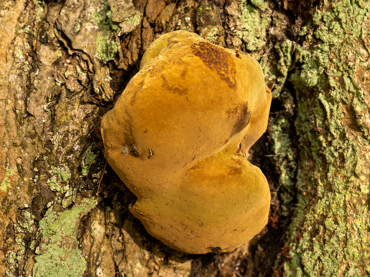 Phellinus alni _2025-10-10_1-3