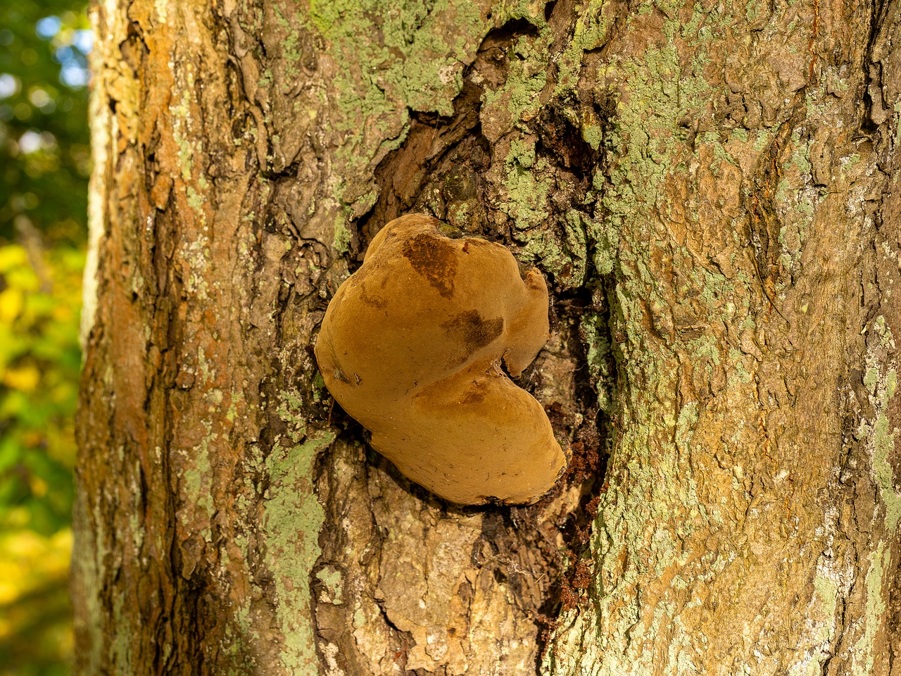 Phellinus alni _2025-10-10_1-4