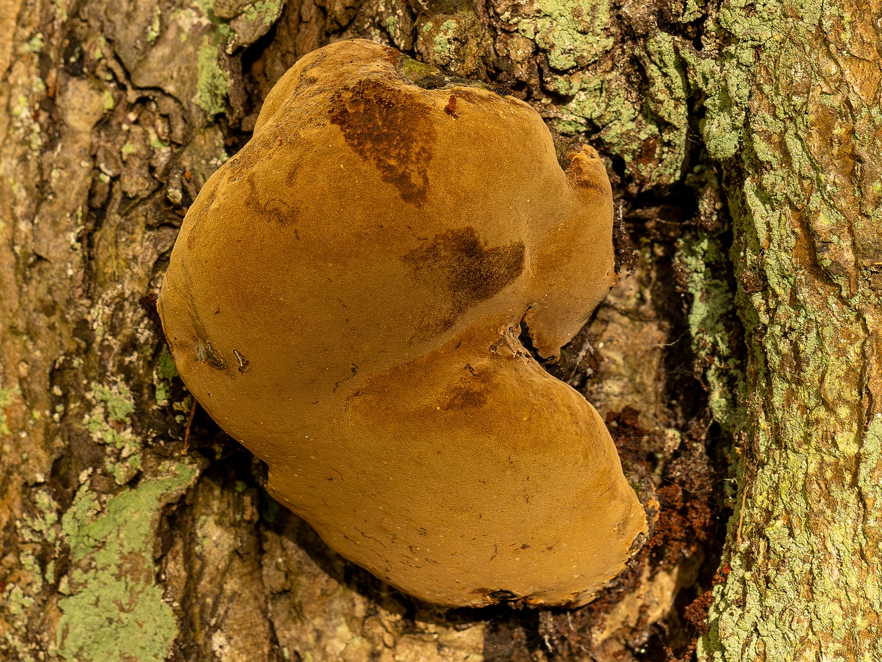 Phellinus alni _2025-10-10_1-5