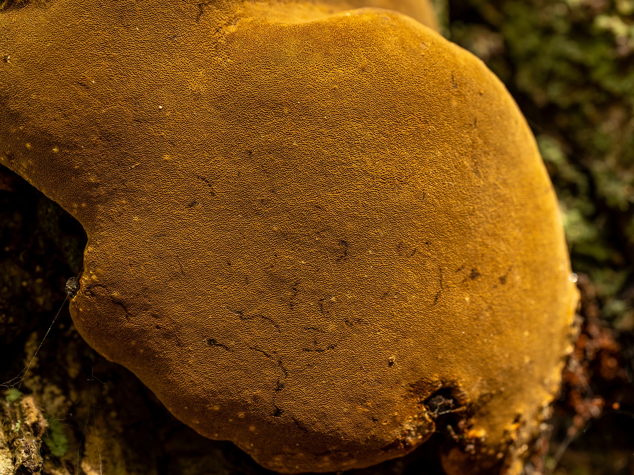 Phellinus alni _2025-10-10_1-6