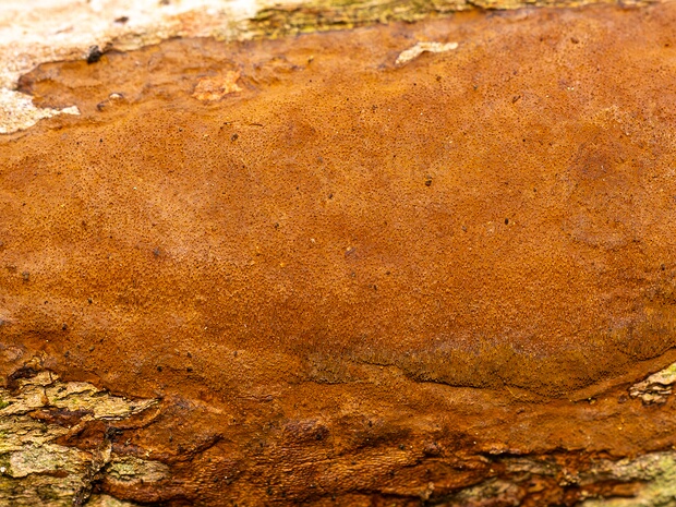 Фускопория ржавая - Fuscoporia ferruginosa