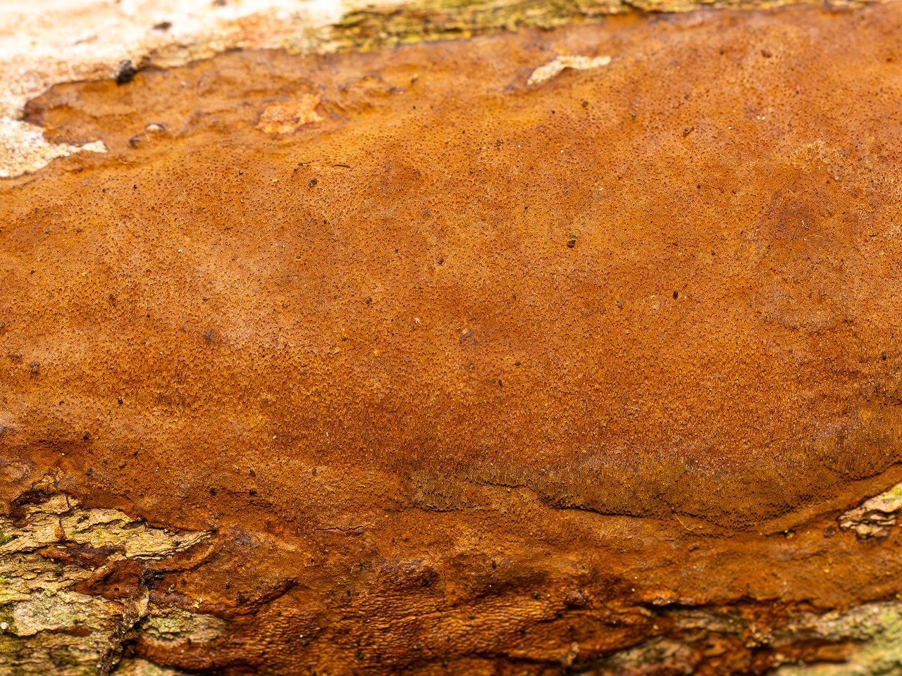 !Fuscoporia ferruginosa _2025-09-27_1-5